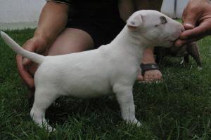 Bullterrier